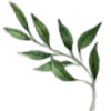 🌿