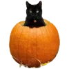🎃