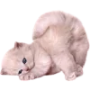 😹