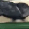 🏃