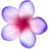 🌸
