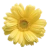 🌼