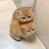 🐱