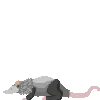 🐁