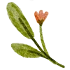 🌿