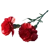 🌹