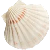 🐚