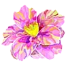 🌺