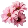 🌸