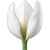 🌷