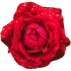 🌹