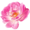 🌸