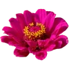 🌺