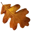 🍂