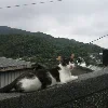 🐈‍⬛