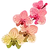 🌺