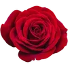 🌹