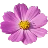 🌸
