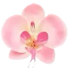 🌷