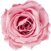 🌹