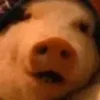🐖