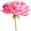 🌸