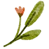 🌿