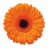 🌺