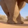 🐘