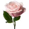 🌹