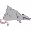 🐁