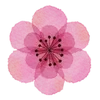🌸