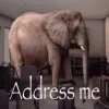 🐘