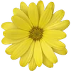 🌼
