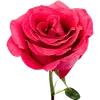 🌹