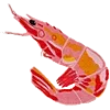 🦐