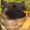 🦋