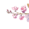 🌸