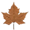 🍁