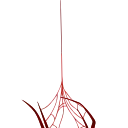 🕷