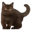 😺