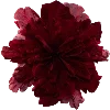 🌺