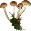 🍄‍🟫