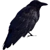 🐦‍⬛
