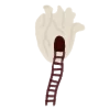 🫀