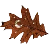🍂