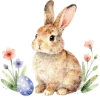 🐰