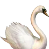 🦢