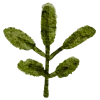 🌿