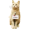 😼